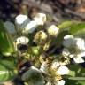 Fotografia 6 da espécie Pyrus bourgaeana do Jardim Botânico UTAD