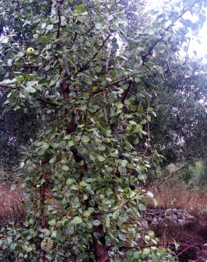 Fotografia 8 da espécie Pyrus bourgaeana no Jardim Botânico UTAD