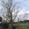 Fotografia 9 da espécie Pyrus bourgaeana do Jardim Botânico UTAD