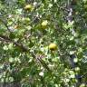 Fotografia 12 da espécie Pyrus bourgaeana do Jardim Botânico UTAD