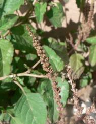 Amaranthus blitum subesp. blitum