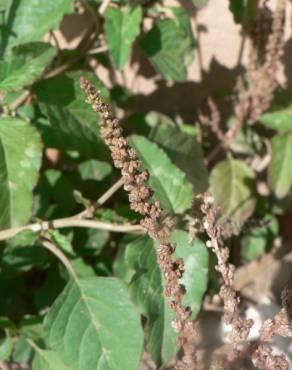 Fotografia 1 da espécie Amaranthus blitum subesp. blitum no Jardim Botânico UTAD