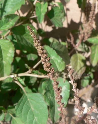 Fotografia de capa Amaranthus blitum subesp. blitum - do Jardim Botânico