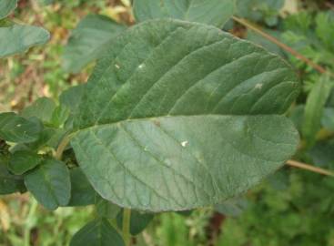 Fotografia da espécie Amaranthus blitum subesp. blitum