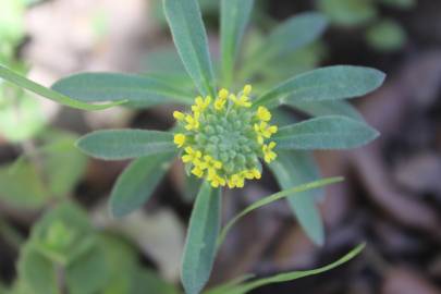 Fotografia da espécie Alyssum granatense