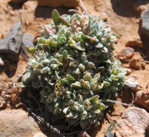 Fotografia da espécie Alyssum minutum