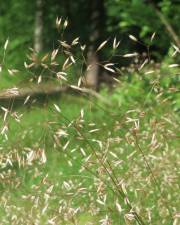 Fotografia da espécie Avenella flexuosa
