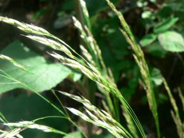 Fotografia da espécie Avenella flexuosa