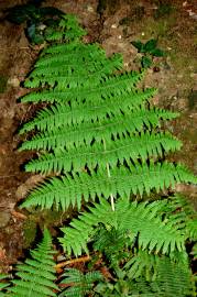 Fotografia da espécie Dryopteris guanchica