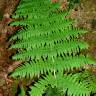 Fotografia 1 da espécie Dryopteris guanchica do Jardim Botânico UTAD