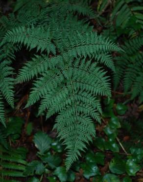 Fotografia 2 da espécie Dryopteris guanchica no Jardim Botânico UTAD