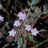 Fotografia 3 da espécie Limonium ferulaceum do Jardim Botânico UTAD