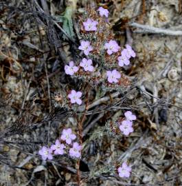 Fotografia da espécie Limonium ferulaceum