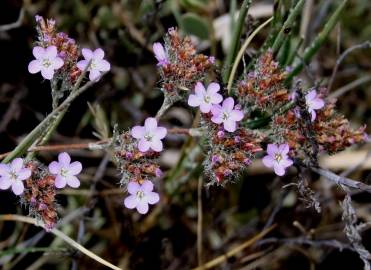 Fotografia da espécie Limonium ferulaceum