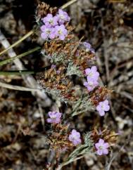 Limonium ferulaceum