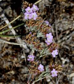 Fotografia da espécie Limonium ferulaceum