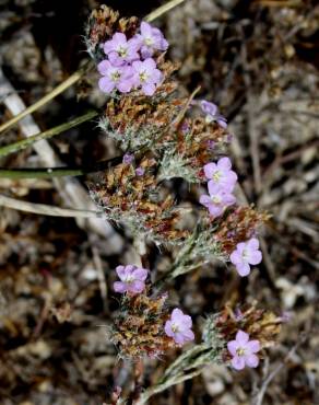 Fotografia 1 da espécie Limonium ferulaceum no Jardim Botânico UTAD