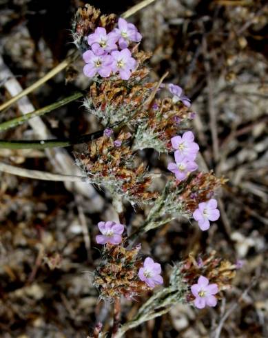 Fotografia de capa Limonium ferulaceum - do Jardim Botânico