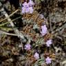 Fotografia 1 da espécie Limonium ferulaceum do Jardim Botânico UTAD