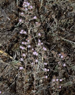 Fotografia 6 da espécie Limonium ferulaceum no Jardim Botânico UTAD