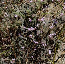 Fotografia da espécie Limonium ferulaceum