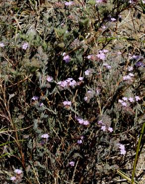 Fotografia 7 da espécie Limonium ferulaceum no Jardim Botânico UTAD