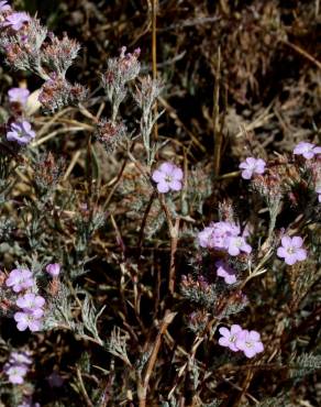 Fotografia 8 da espécie Limonium ferulaceum no Jardim Botânico UTAD