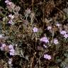 Fotografia 8 da espécie Limonium ferulaceum do Jardim Botânico UTAD