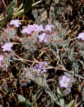 Fotografia 9 da espécie Limonium ferulaceum no Jardim Botânico UTAD