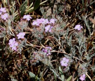 Fotografia da espécie Limonium ferulaceum