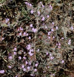 Fotografia da espécie Limonium ferulaceum