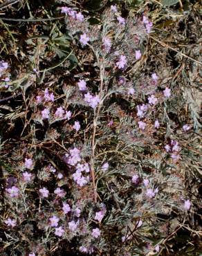 Fotografia 10 da espécie Limonium ferulaceum no Jardim Botânico UTAD