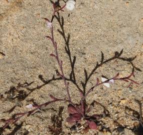 Fotografia da espécie Limonium echioides