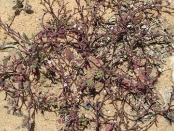 Fotografia da espécie Limonium echioides