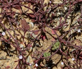 Fotografia da espécie Limonium echioides