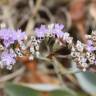 Fotografia 3 da espécie Limonium algarvense do Jardim Botânico UTAD