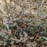 Fotografia 5 da espécie Limonium algarvense do Jardim Botânico UTAD