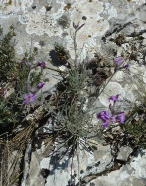 Fotografia 3 da espécie Matthiola incana subesp. incana no Jardim Botânico UTAD