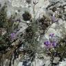 Fotografia 3 da espécie Matthiola incana subesp. incana do Jardim Botânico UTAD