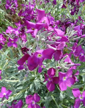 Fotografia 4 da espécie Matthiola incana subesp. incana no Jardim Botânico UTAD