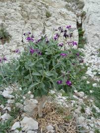 Fotografia da espécie Matthiola incana subesp. incana