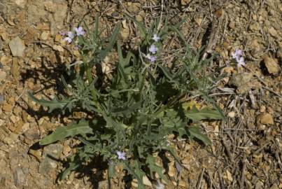 Fotografia da espécie Matthiola parviflora