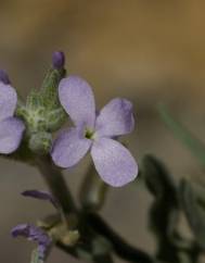 Matthiola parviflora