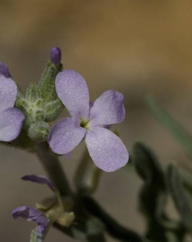 Fotografia de capa Matthiola parviflora - do Jardim Botânico