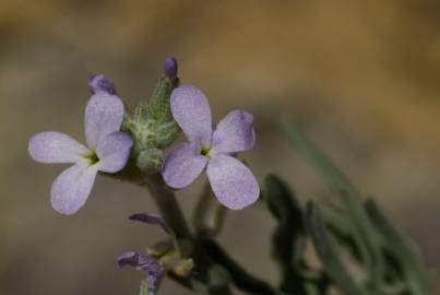 Fotografia da espécie Matthiola parviflora