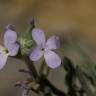 Fotografia 1 da espécie Matthiola parviflora do Jardim Botânico UTAD