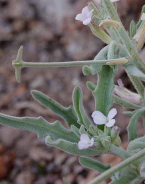 Fotografia 3 da espécie Matthiola parviflora no Jardim Botânico UTAD