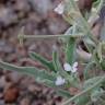 Fotografia 3 da espécie Matthiola parviflora do Jardim Botânico UTAD