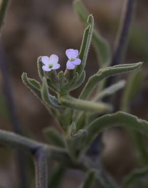 Fotografia 4 da espécie Matthiola parviflora no Jardim Botânico UTAD