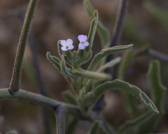 Fotografia da espécie Matthiola parviflora